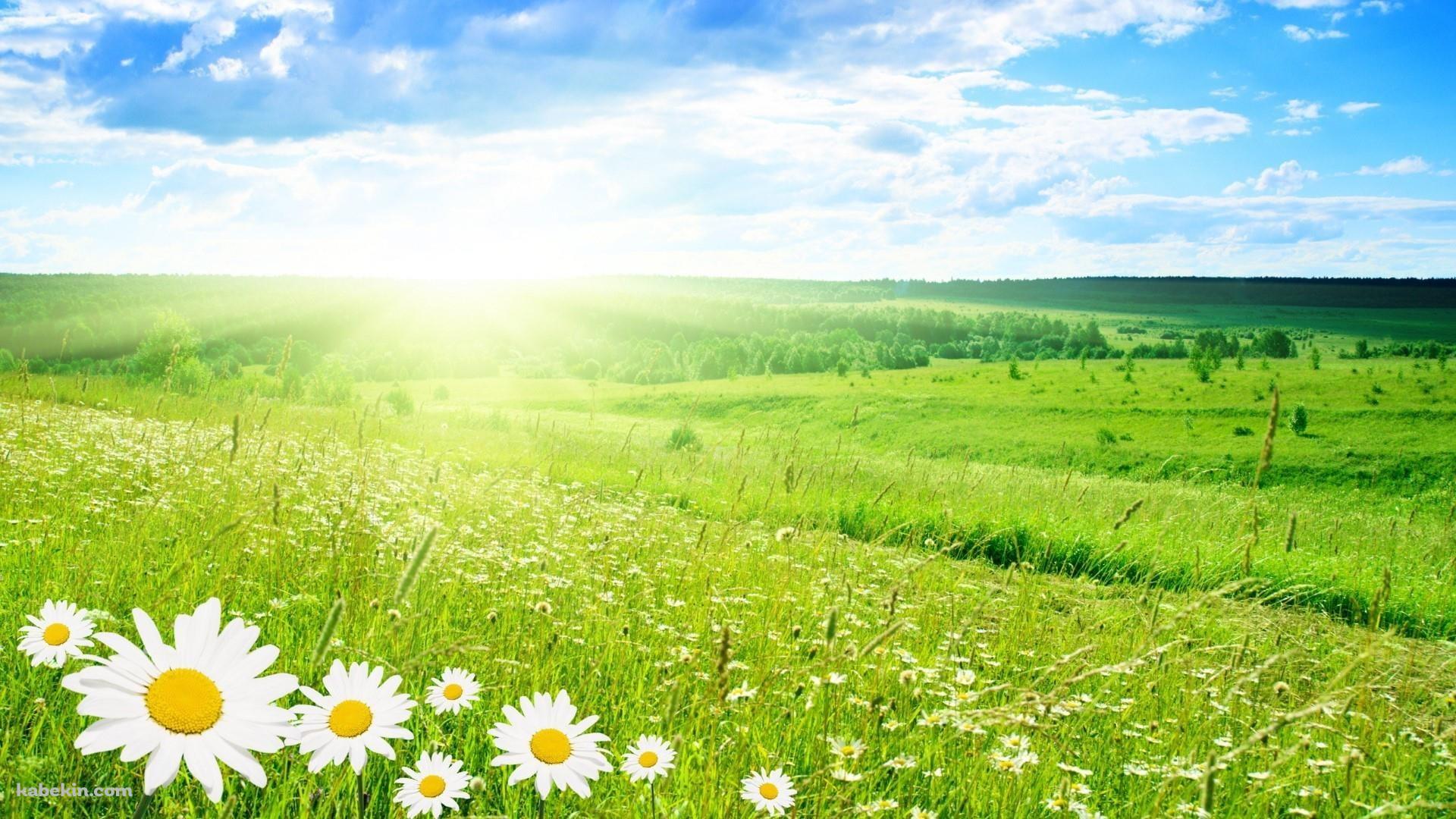 カモミールの花が咲く綺麗な草原の壁紙(1920px x 1080px) 高画質 PC・デスクトップ用