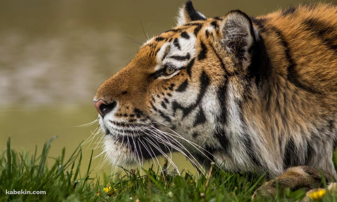 伏せて獲物を狩る姿勢のアムールトラの壁紙(1280px x 768px) 高画質 PC・デスクトップ用
