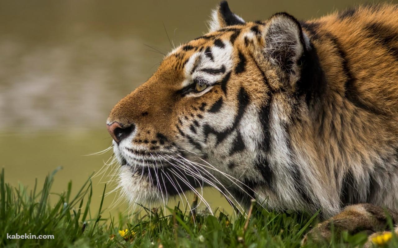 伏せて獲物を狩る姿勢のアムールトラの壁紙(1280px x 800px) 高画質 PC・デスクトップ用