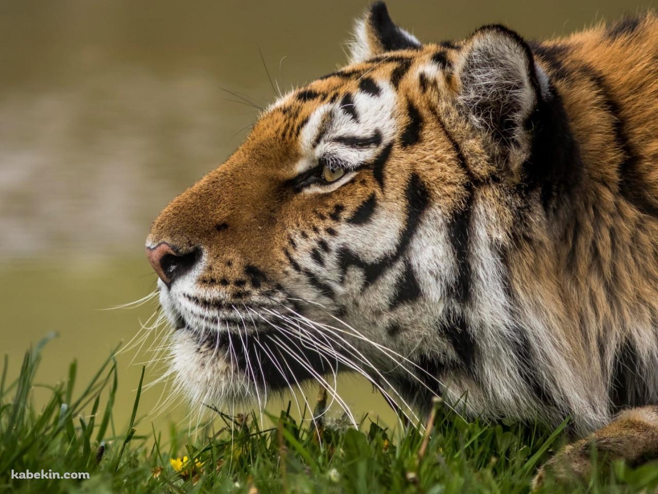 伏せて獲物を狩る姿勢のアムールトラの壁紙(1280px x 960px) 高画質 PC・デスクトップ用