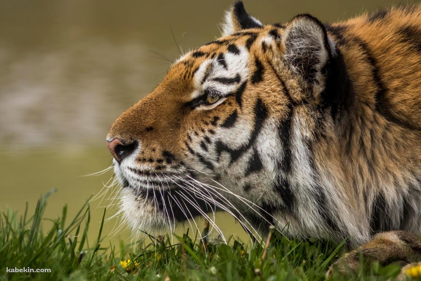 伏せて獲物を狩る姿勢のアムールトラの壁紙(1440px x 960px) 高画質 PC・デスクトップ用