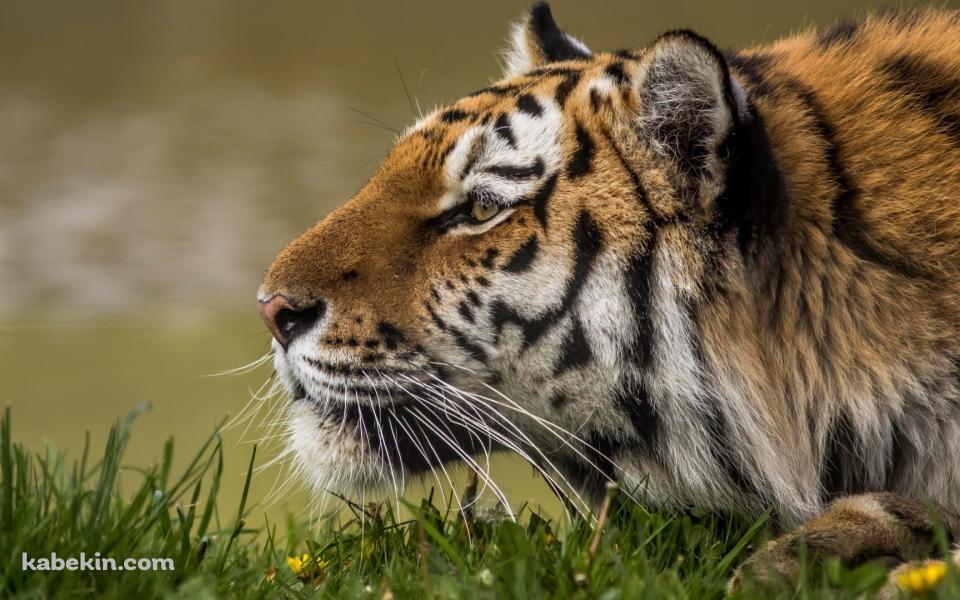 伏せて獲物を狩る姿勢のアムールトラの壁紙(960px x 600px) 高画質 PC・デスクトップ用