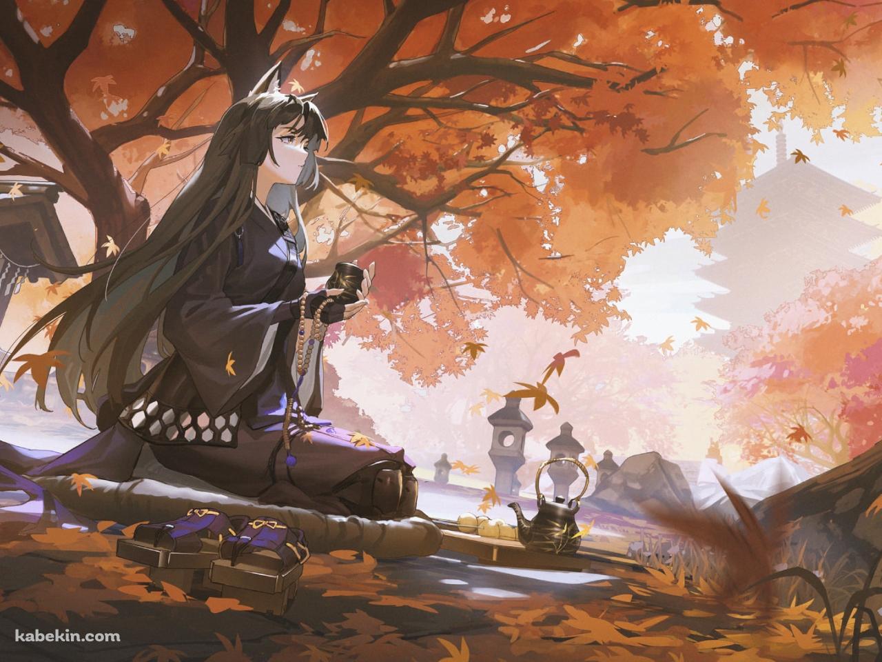 紅葉の下で正座をしてお茶を飲むサガ / アークナイツの壁紙(1280px x 960px) 高画質 PC・デスクトップ用