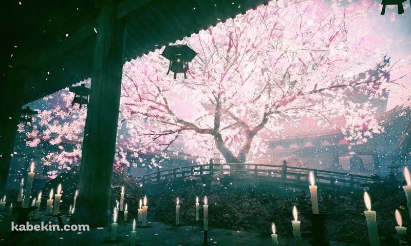 綺麗な大きな桜の木 / 沢山の蝋燭 / 橋の壁紙(800px x 480px) 高画質 PC・デスクトップ用