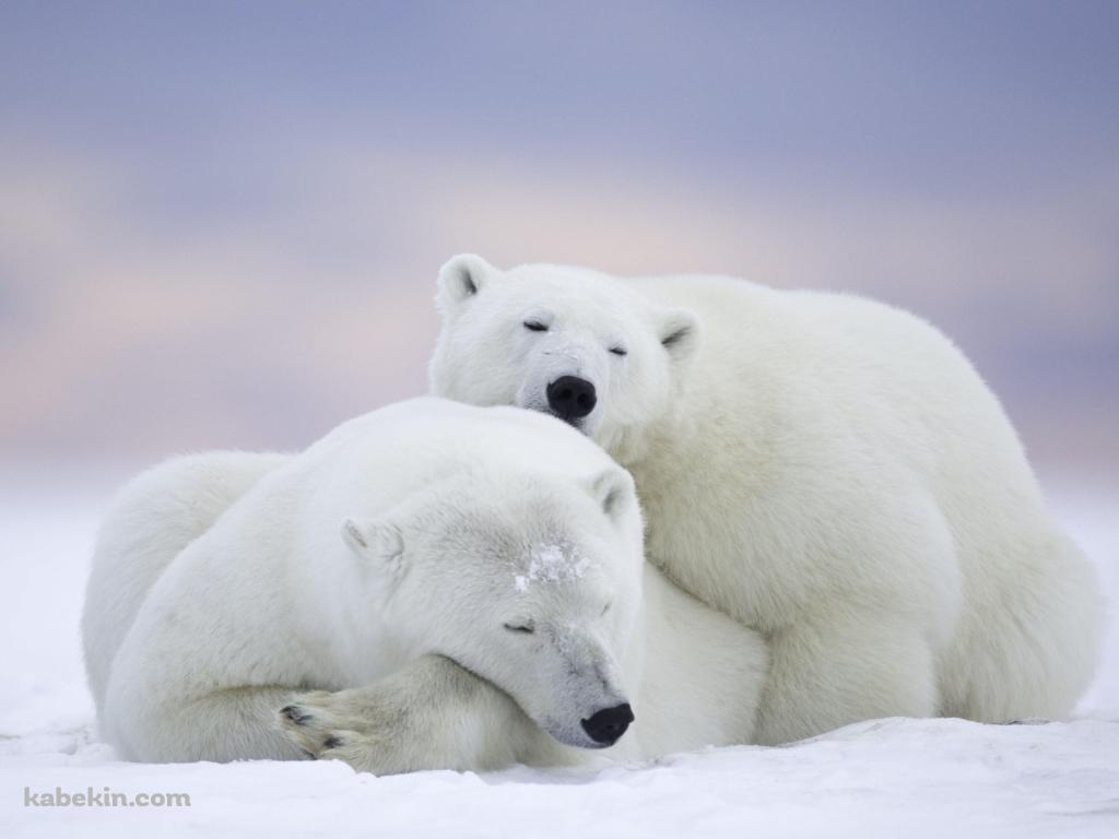 ホッキョクグマ / 添い寝する親子 / 北極野生生物国家保護区 / アラスカ州 / Arctic National Wildlife Refugeの壁紙(1024px x 768px) 高画質 PC・デスクトップ用