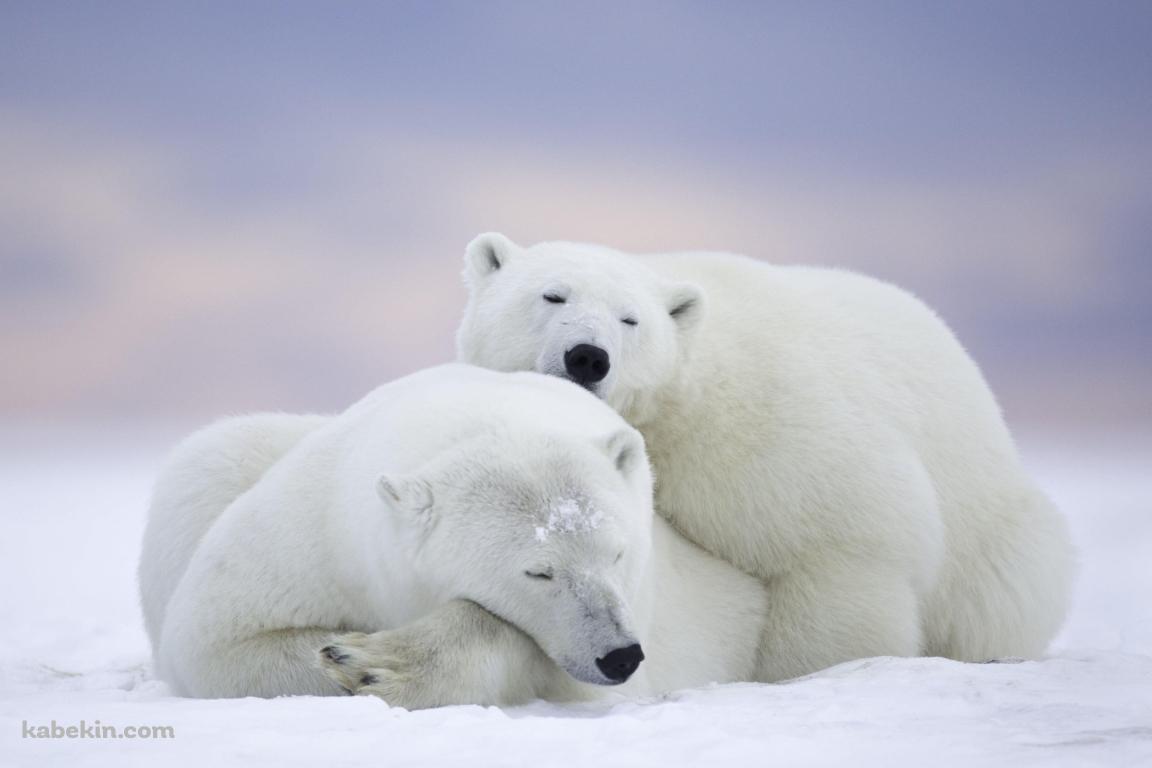 ホッキョクグマ / 添い寝する親子 / 北極野生生物国家保護区 / アラスカ州 / Arctic National Wildlife Refugeの壁紙(1152px x 768px) 高画質 PC・デスクトップ用