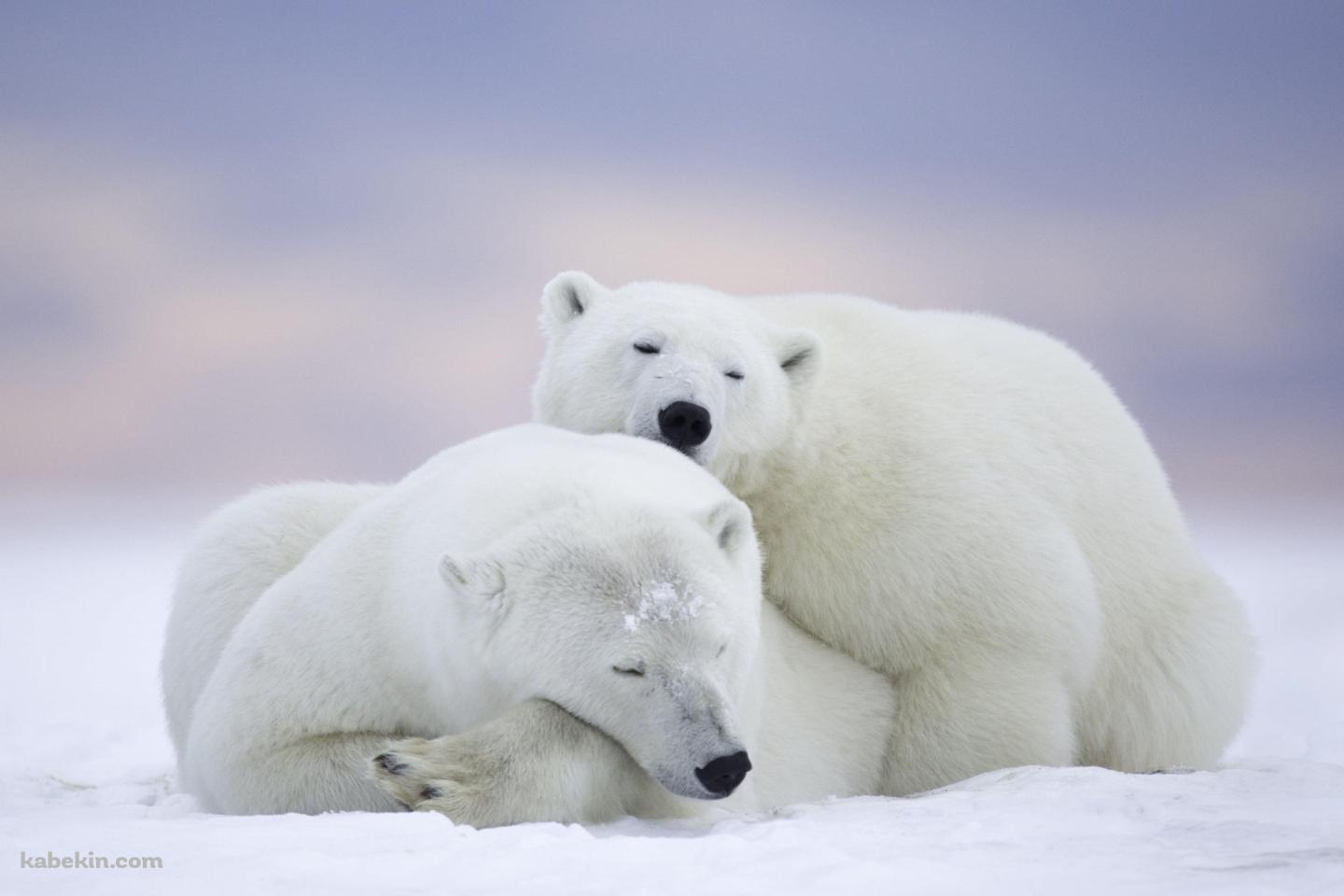 ホッキョクグマ / 添い寝する親子 / 北極野生生物国家保護区 / アラスカ州 / Arctic National Wildlife Refugeの壁紙(1440px x 960px) 高画質 PC・デスクトップ用