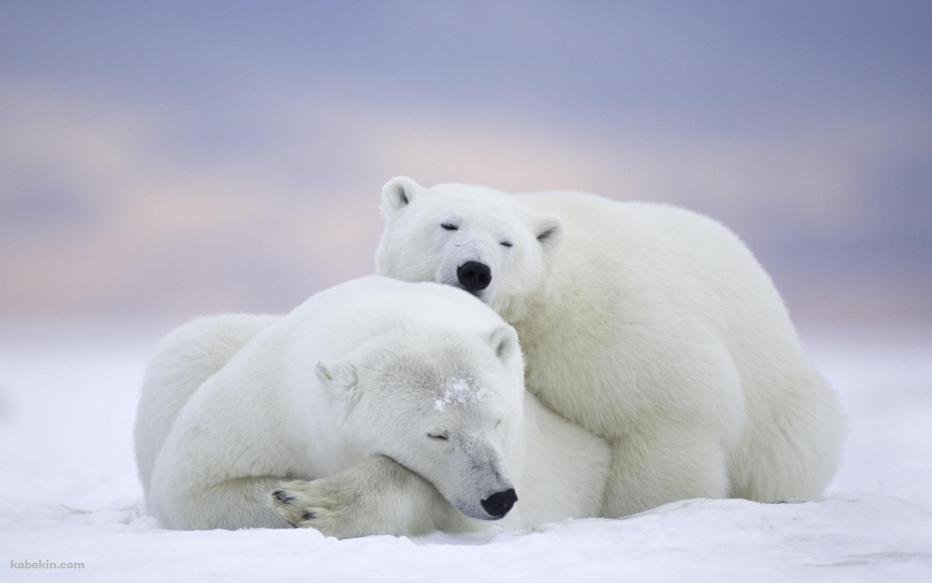 ホッキョクグマ / 添い寝する親子 / 北極野生生物国家保護区 / アラスカ州 / Arctic National Wildlife Refugeの壁紙(1920px x 1200px) 高画質 PC・デスクトップ用