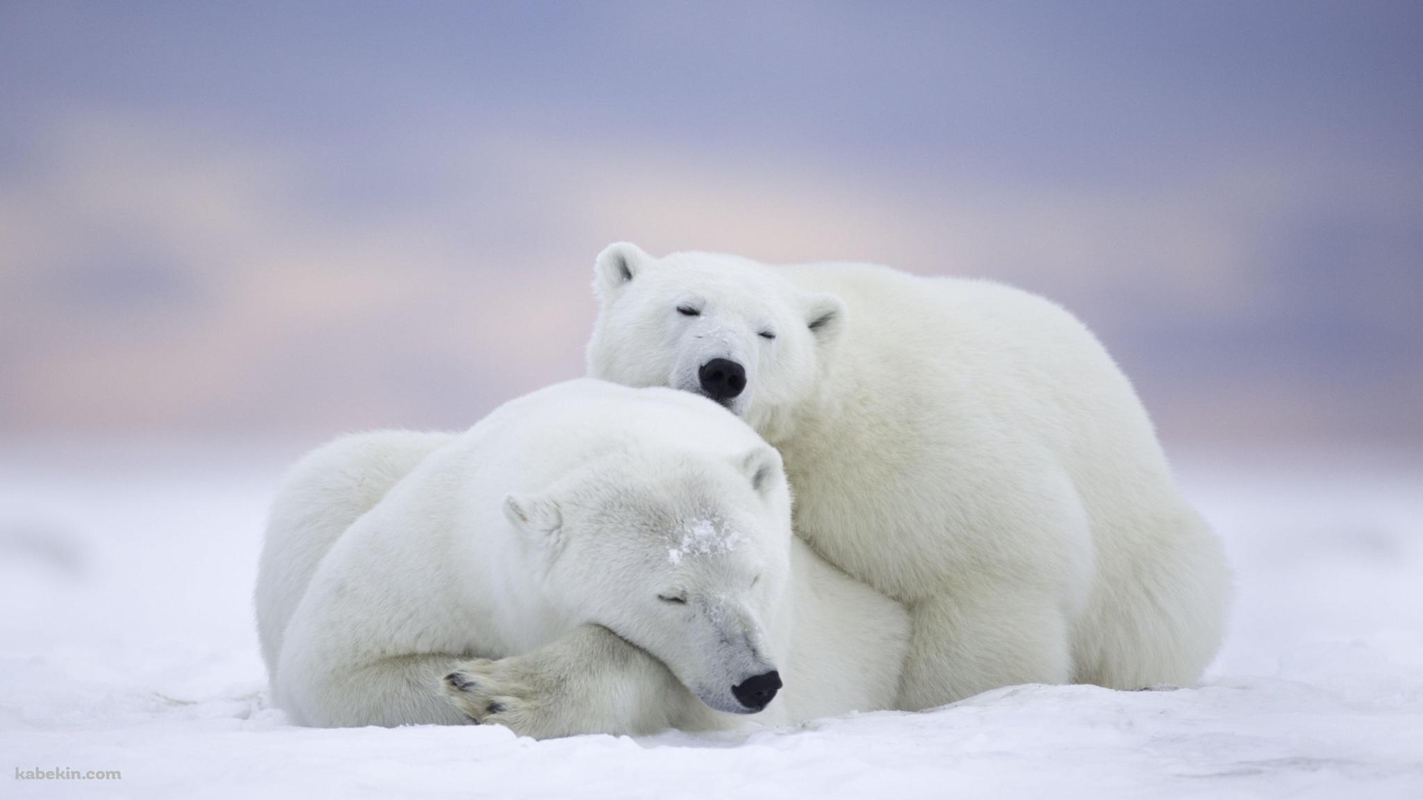 ホッキョクグマ / 添い寝する親子 / 北極野生生物国家保護区 / アラスカ州 / Arctic National Wildlife Refugeの壁紙(2048px x 1152px) 高画質 PC・デスクトップ用