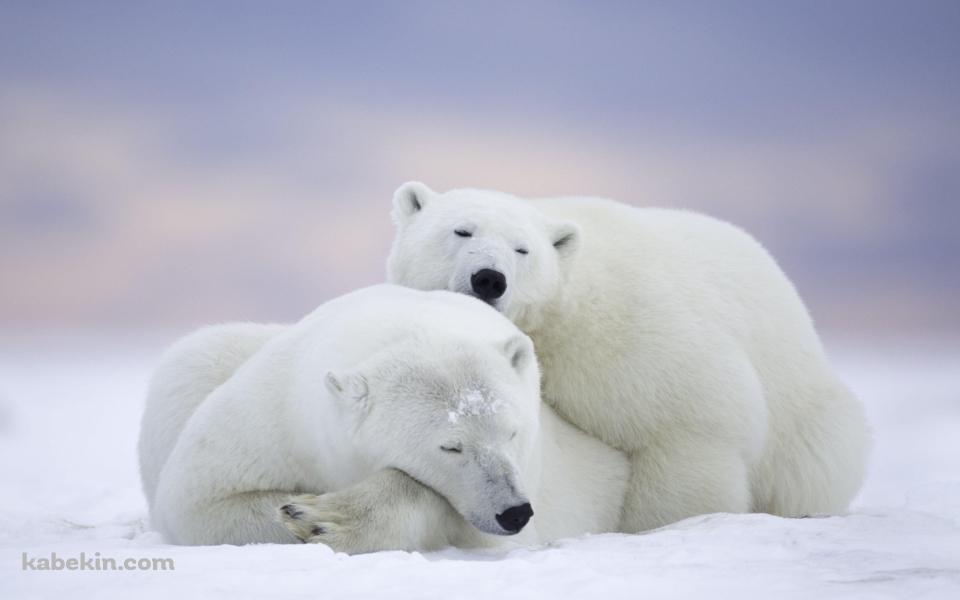 ホッキョクグマ / 添い寝する親子 / 北極野生生物国家保護区 / アラスカ州 / Arctic National Wildlife Refugeの壁紙(960px x 600px) 高画質 PC・デスクトップ用