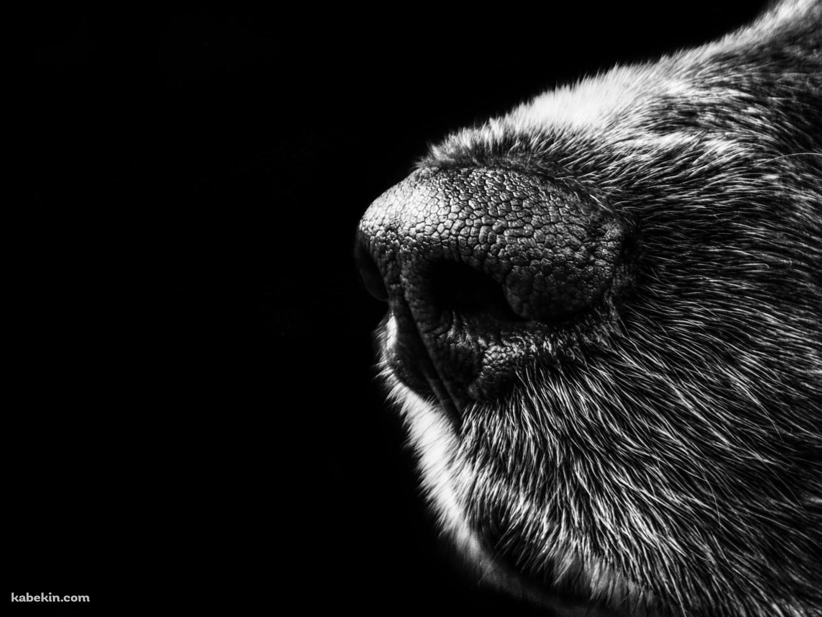 モジャモジャの毛が生えている犬の鼻のアップ / モノクロの壁紙(1600px x 1200px) 高画質 PC・デスクトップ用
