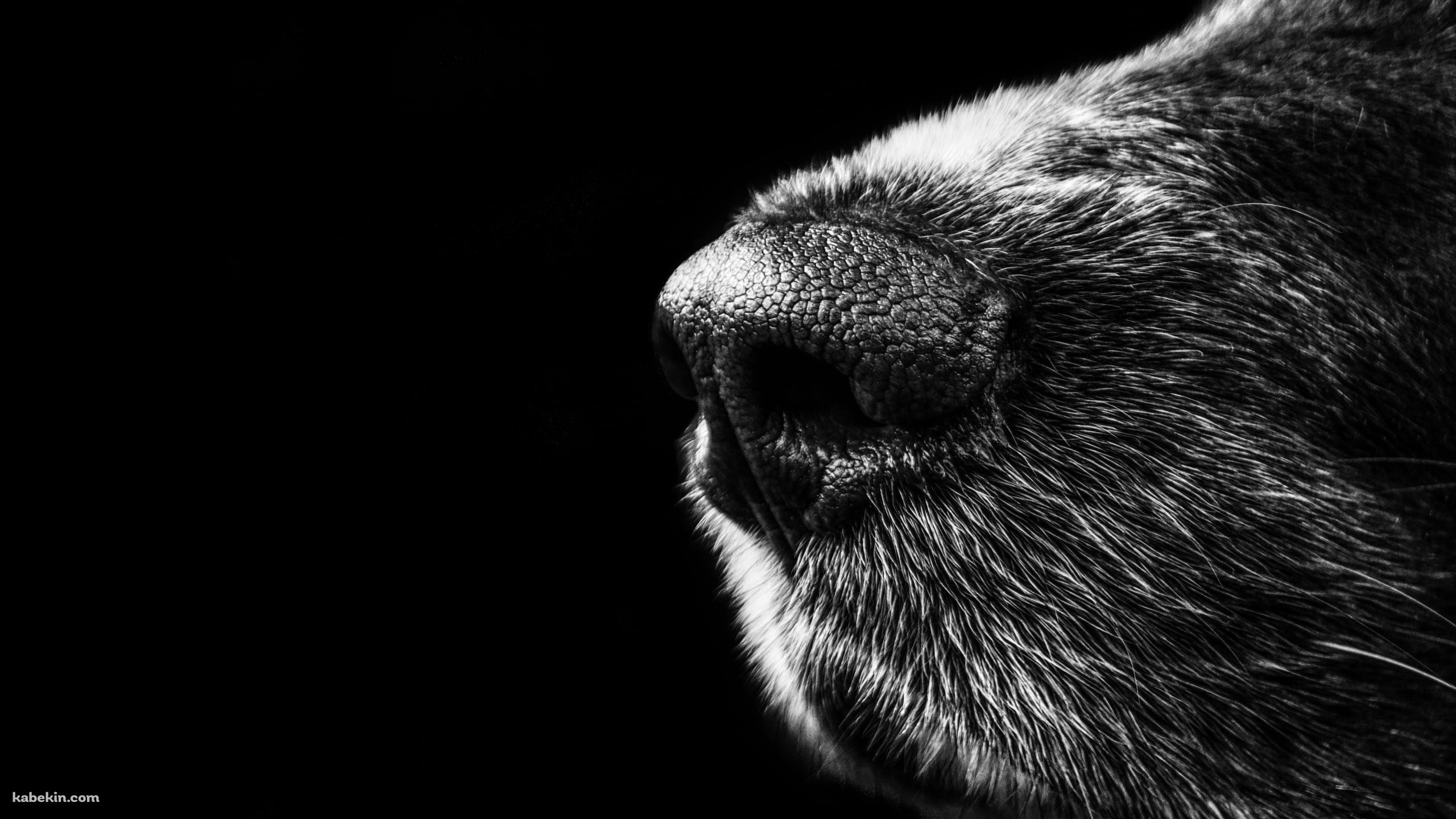 モジャモジャの毛が生えている犬の鼻のアップ / モノクロの壁紙(2560px x 1440px) 高画質 PC・デスクトップ用
