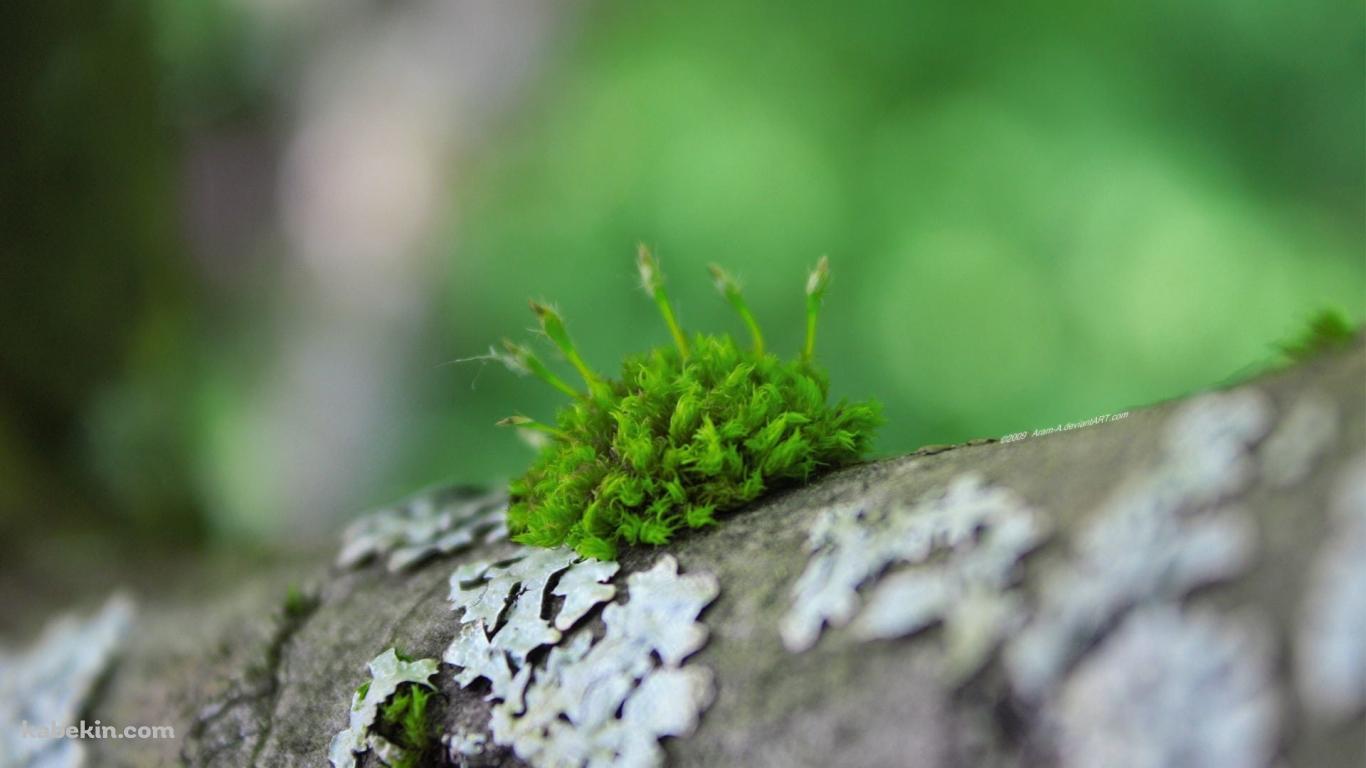 木に生えた苔のマクロ接写の壁紙(1366px x 768px) 高画質 PC・デスクトップ用