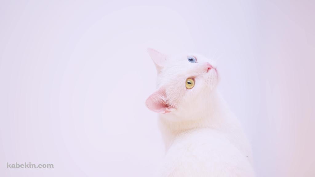 上を見上げる青・黄色のオッドアイの白い猫の壁紙(1024px x 576px) 高画質 PC・デスクトップ用