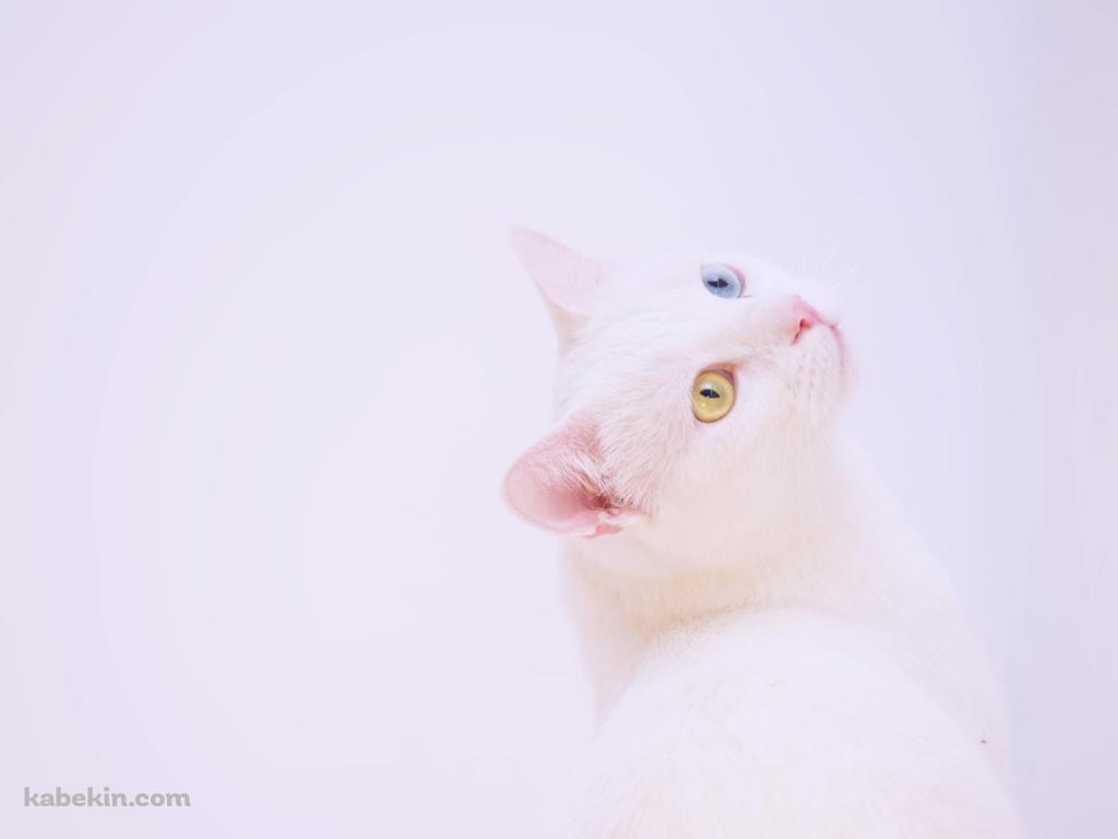 上を見上げる青・黄色のオッドアイの白い猫の壁紙(1024px x 768px) 高画質 PC・デスクトップ用