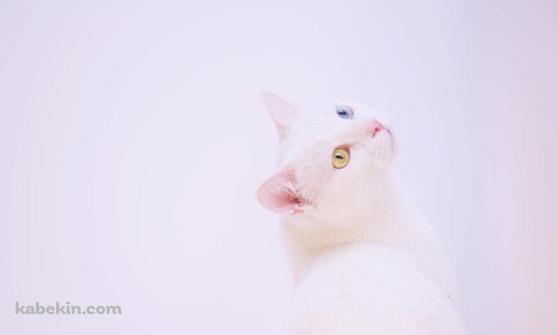 上を見上げる青・黄色のオッドアイの白い猫の壁紙(800px x 480px) 高画質 PC・デスクトップ用