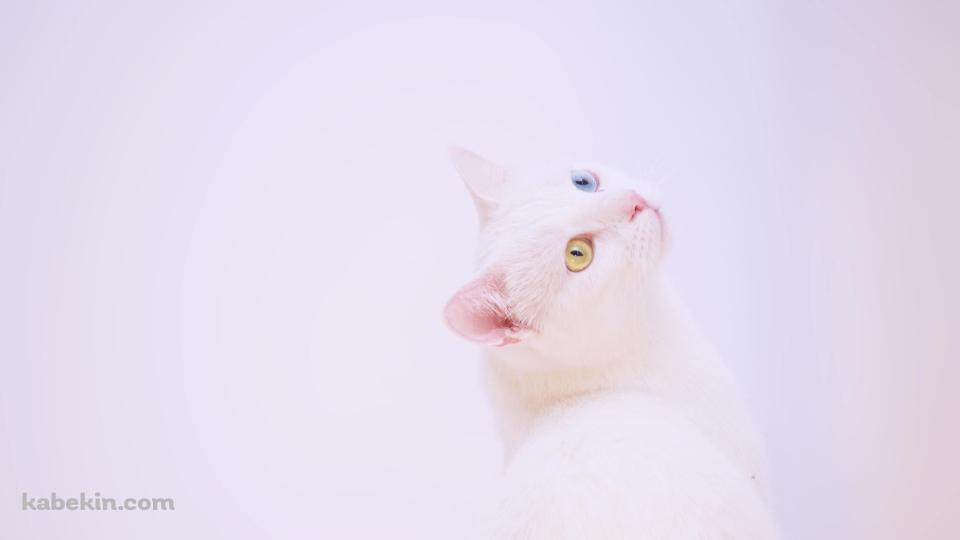 上を見上げる青・黄色のオッドアイの白い猫の壁紙(960px x 540px) 高画質 PC・デスクトップ用