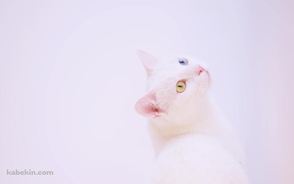 上を見上げる青・黄色のオッドアイの白い猫の壁紙(960px x 600px) 高画質 PC・デスクトップ用