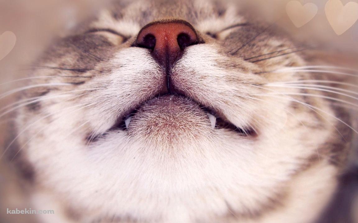 上向きの笑ってるような猫 / 牙の壁紙(1152px x 720px) 高画質 PC・デスクトップ用
