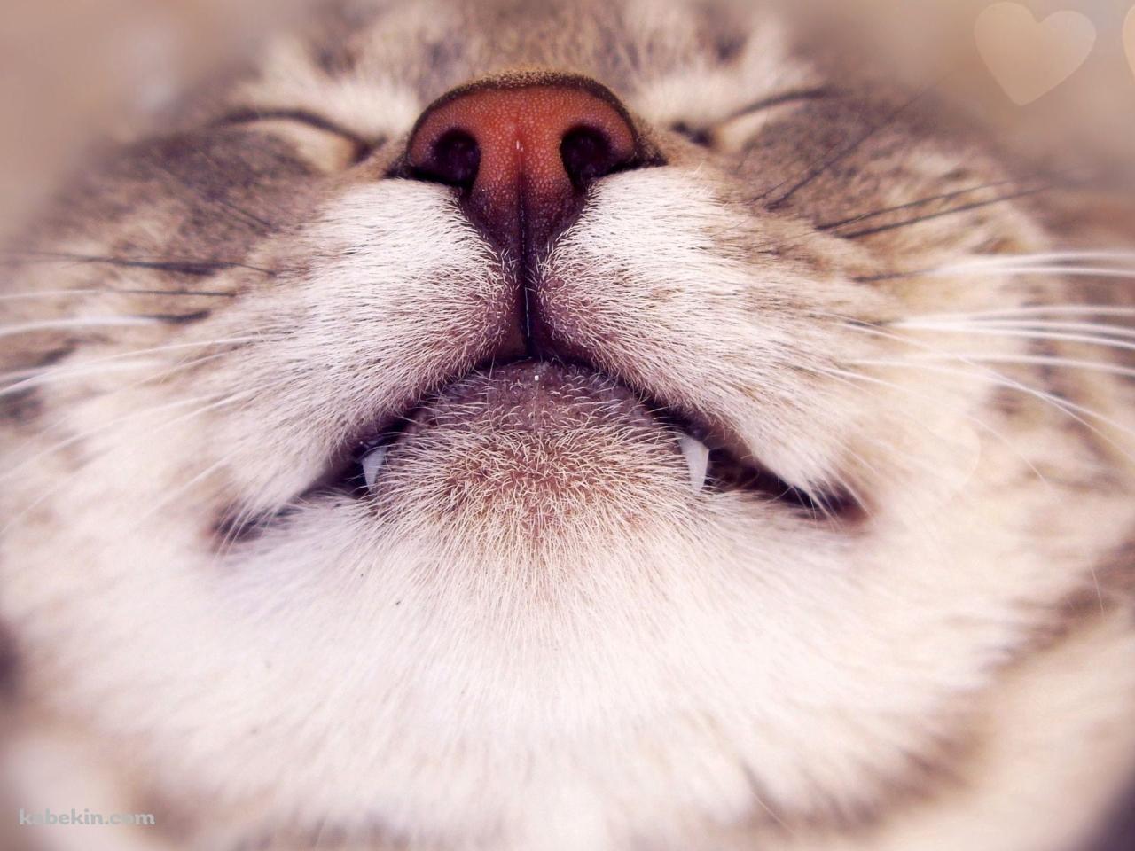 上向きの笑ってるような猫 / 牙の壁紙(1280px x 960px) 高画質 PC・デスクトップ用