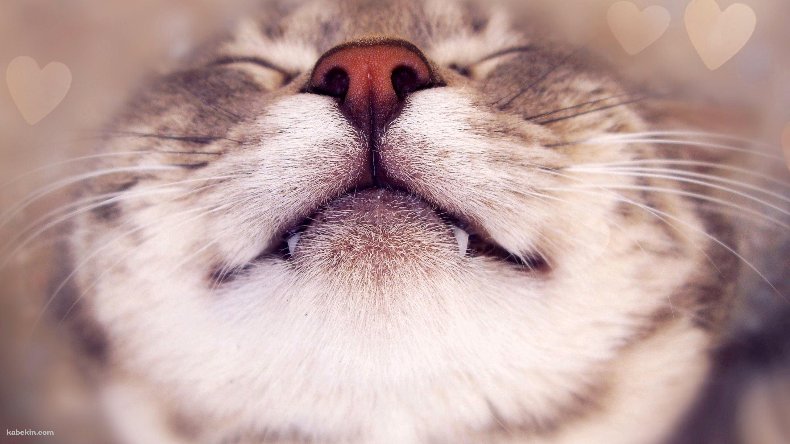 上向きの笑ってるような猫 / 牙の壁紙(2560px x 1440px) 高画質 PC・デスクトップ用