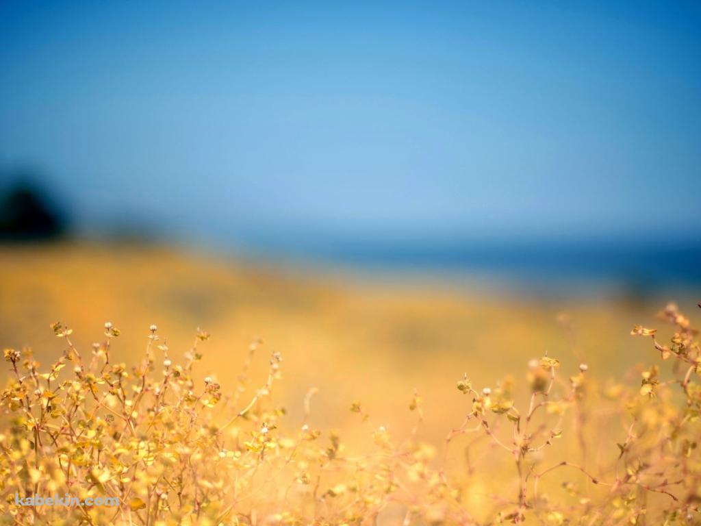黄金色の草 / ブラー / ウクライナの壁紙(1024px x 768px) 高画質 PC・デスクトップ用