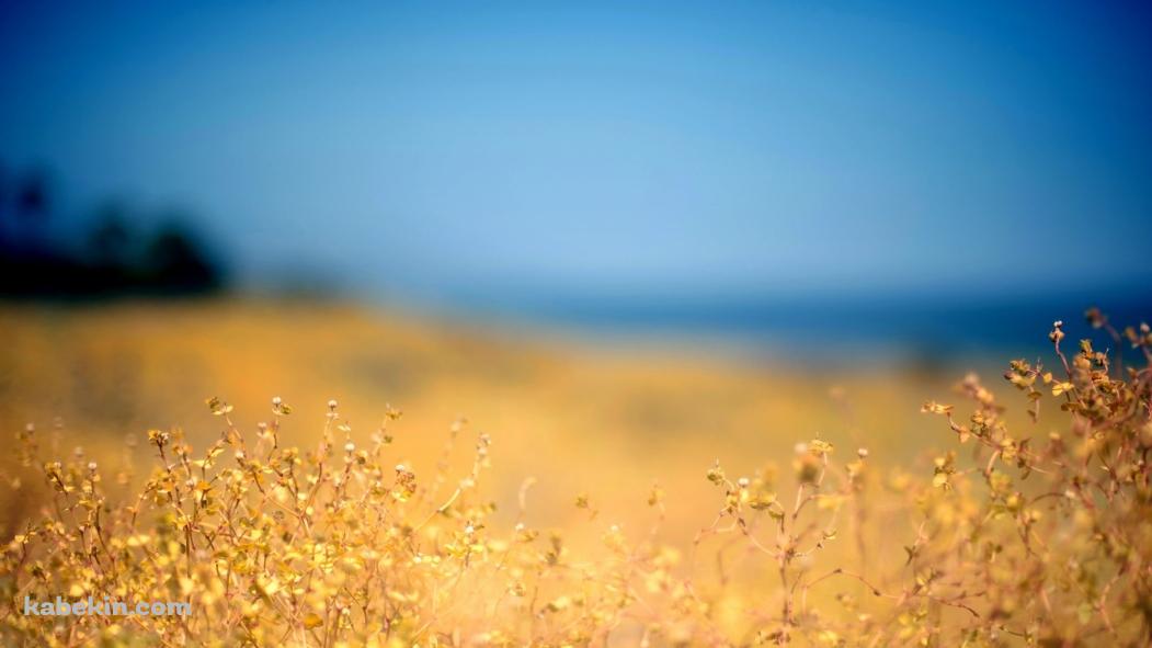 黄金色の草 / ブラー / ウクライナの壁紙(1051px x 591px) 高画質 PC・デスクトップ用