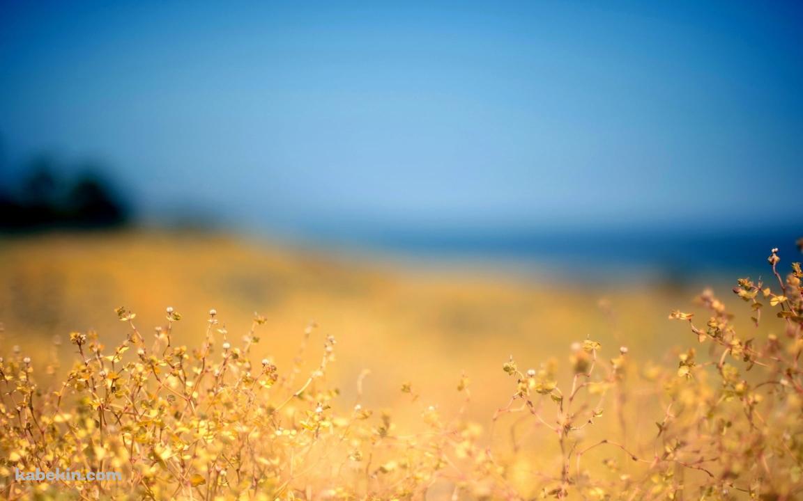 黄金色の草 / ブラー / ウクライナの壁紙(1152px x 720px) 高画質 PC・デスクトップ用