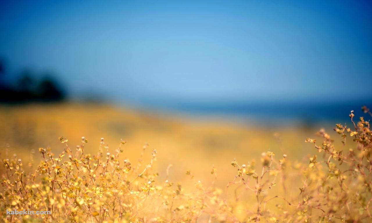 黄金色の草 / ブラー / ウクライナの壁紙(1280px x 768px) 高画質 PC・デスクトップ用
