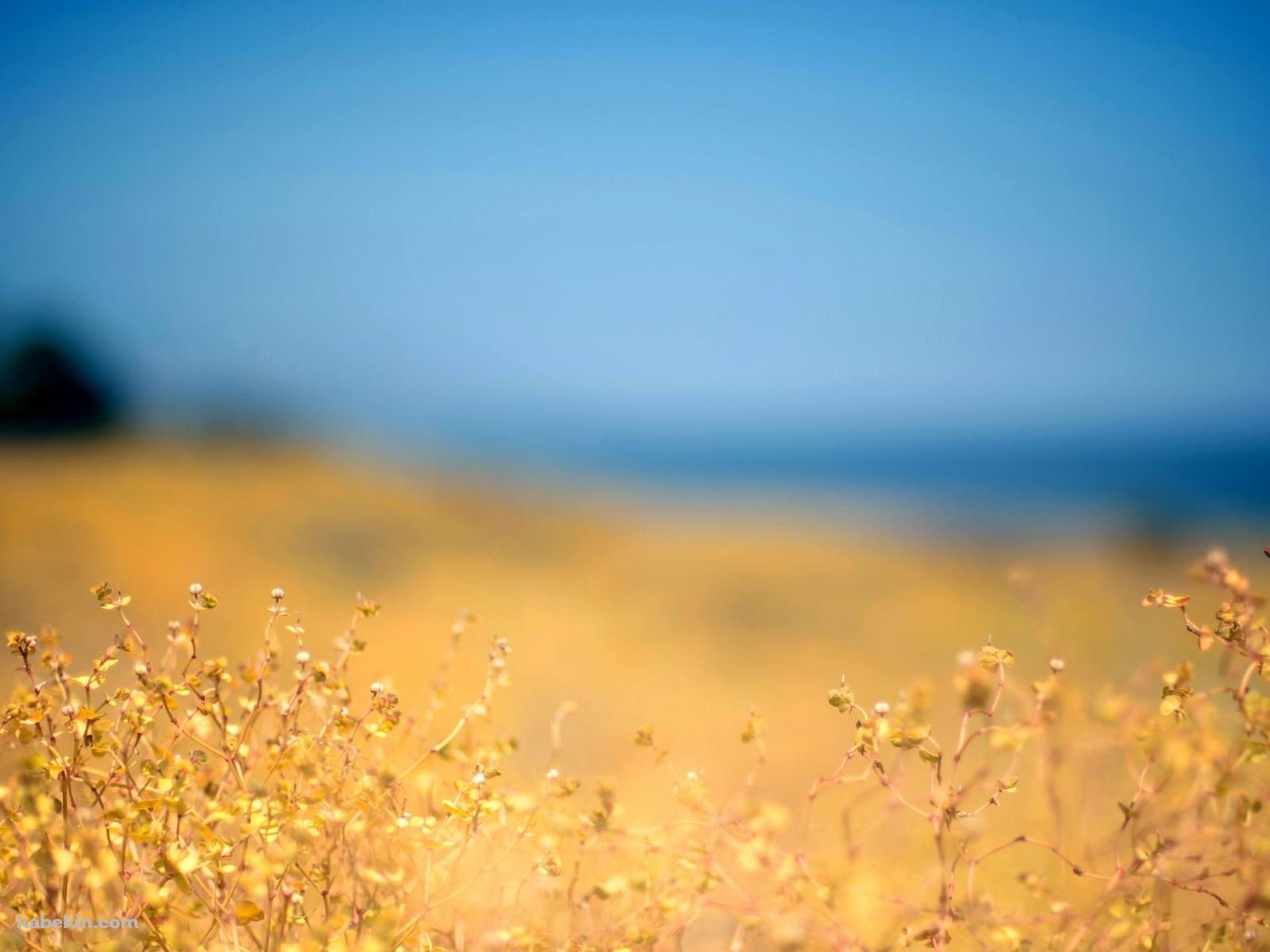 黄金色の草 / ブラー / ウクライナの壁紙(1600px x 1200px) 高画質 PC・デスクトップ用
