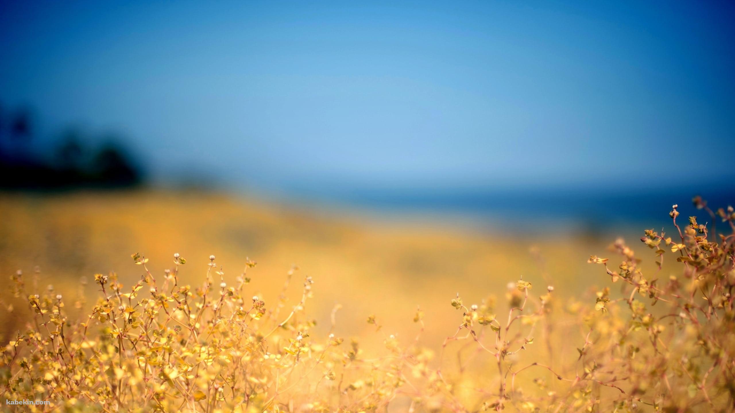 黄金色の草 / ブラー / ウクライナの壁紙(2560px x 1440px) 高画質 PC・デスクトップ用