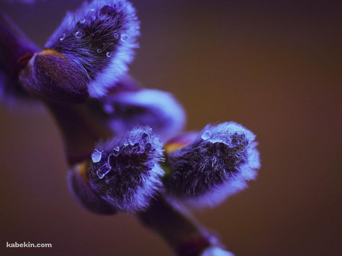 紫がかった枝の芽のクローズアップ / 水滴の壁紙(1152px x 864px) 高画質 PC・デスクトップ用