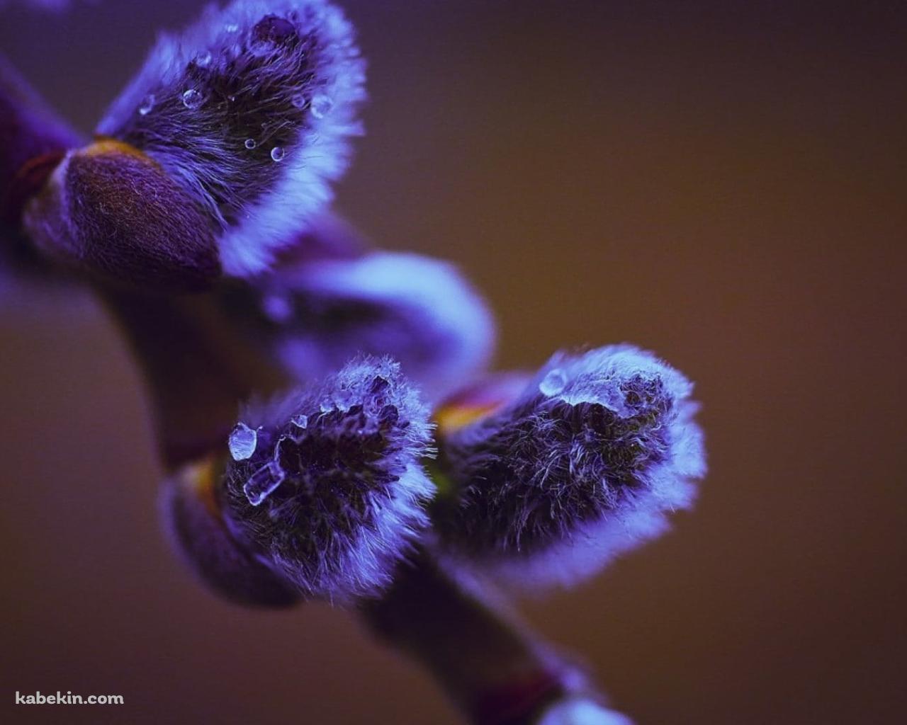 紫がかった枝の芽のクローズアップ / 水滴の壁紙(1280px x 1024px) 高画質 PC・デスクトップ用