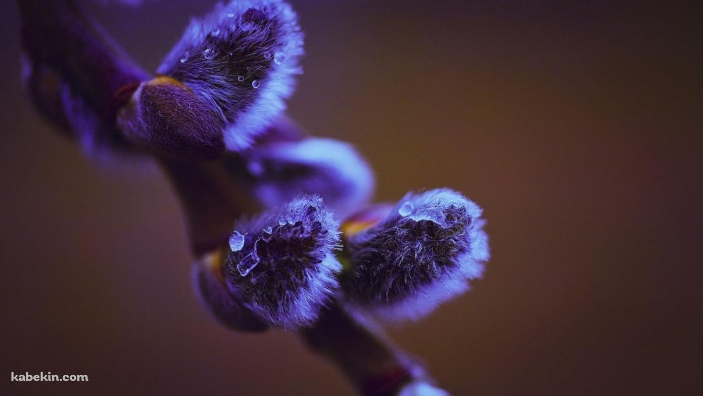 紫がかった枝の芽のクローズアップ / 水滴の壁紙(1391px x 783px) 高画質 PC・デスクトップ用