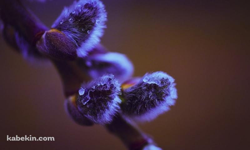 紫がかった枝の芽のクローズアップ / 水滴の壁紙(800px x 480px) 高画質 PC・デスクトップ用