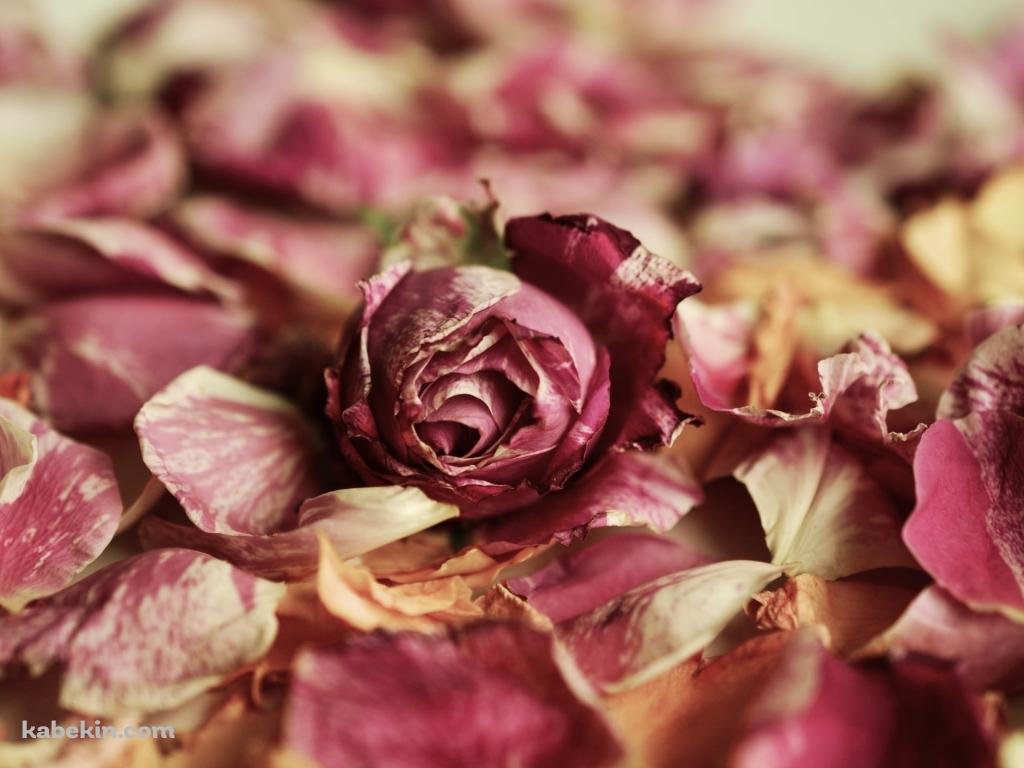 地面に落ちた綺麗な薔薇・花びらの壁紙(1024px x 768px) 高画質 PC・デスクトップ用