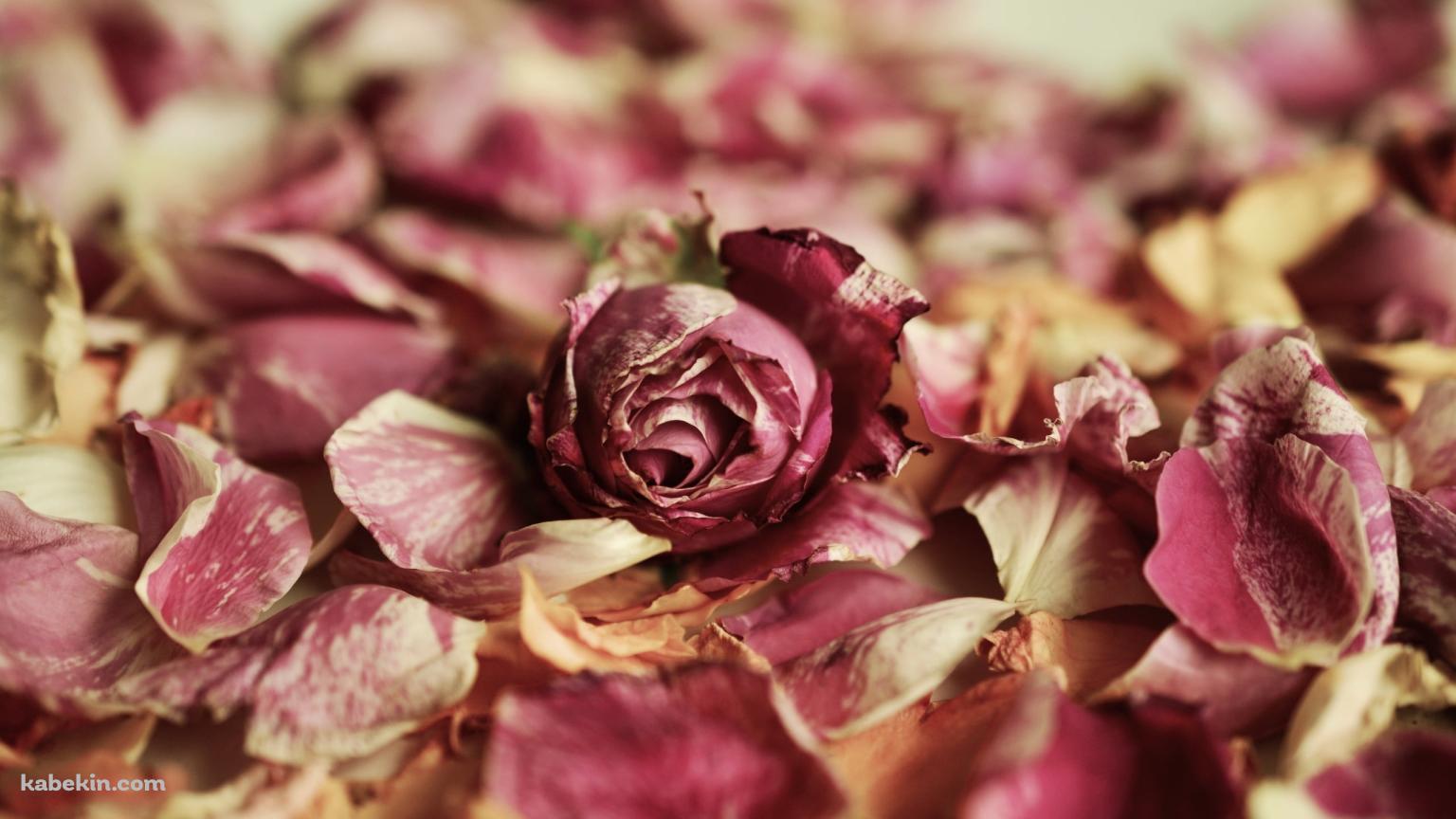 地面に落ちた綺麗な薔薇・花びらの壁紙(1536px x 864px) 高画質 PC・デスクトップ用