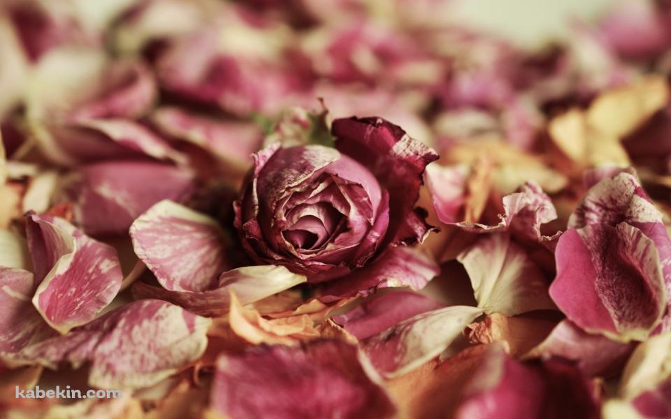 地面に落ちた綺麗な薔薇・花びらの壁紙(960px x 600px) 高画質 PC・デスクトップ用