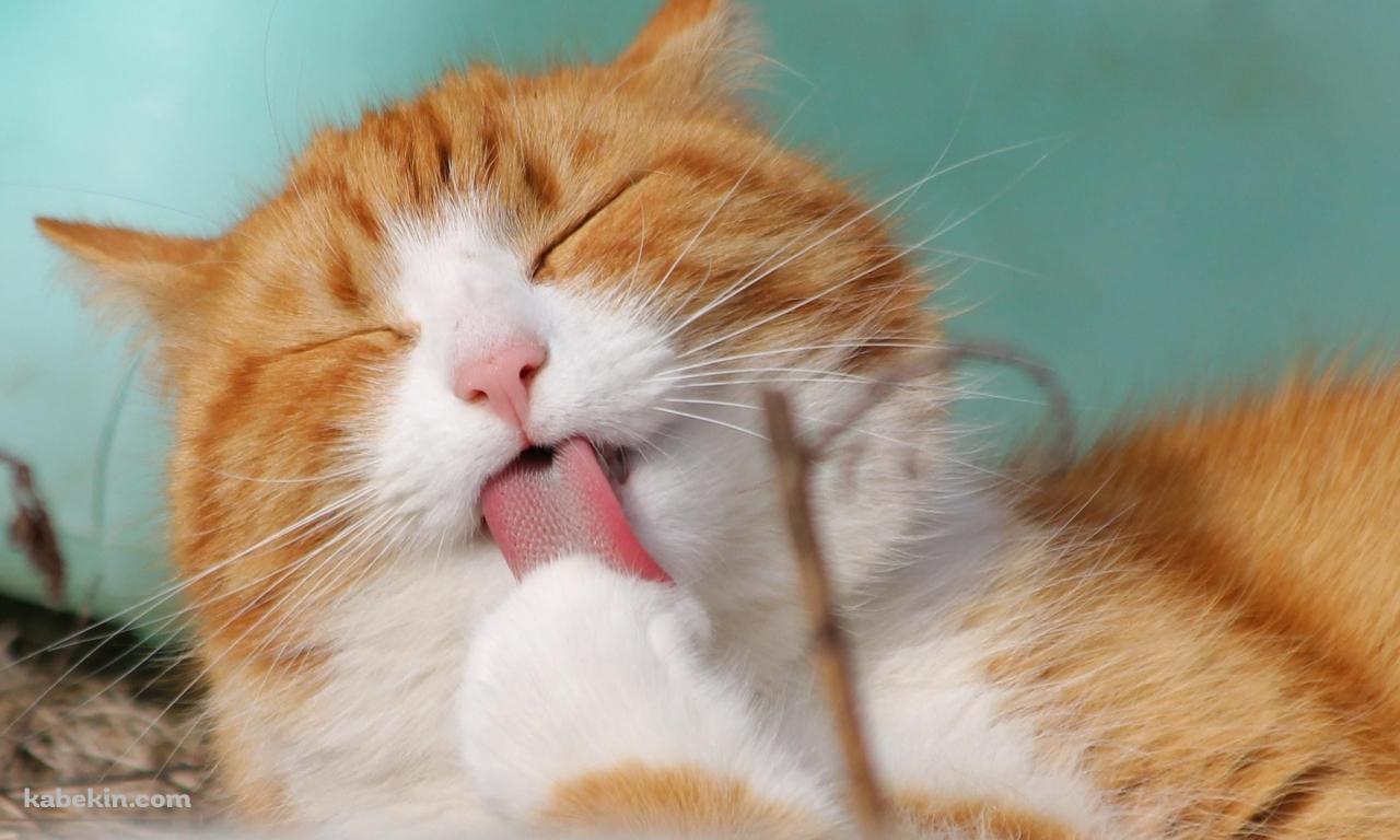 足をめっちゃペロペロする茶色の可愛い猫の壁紙(1280px x 768px) 高画質 PC・デスクトップ用