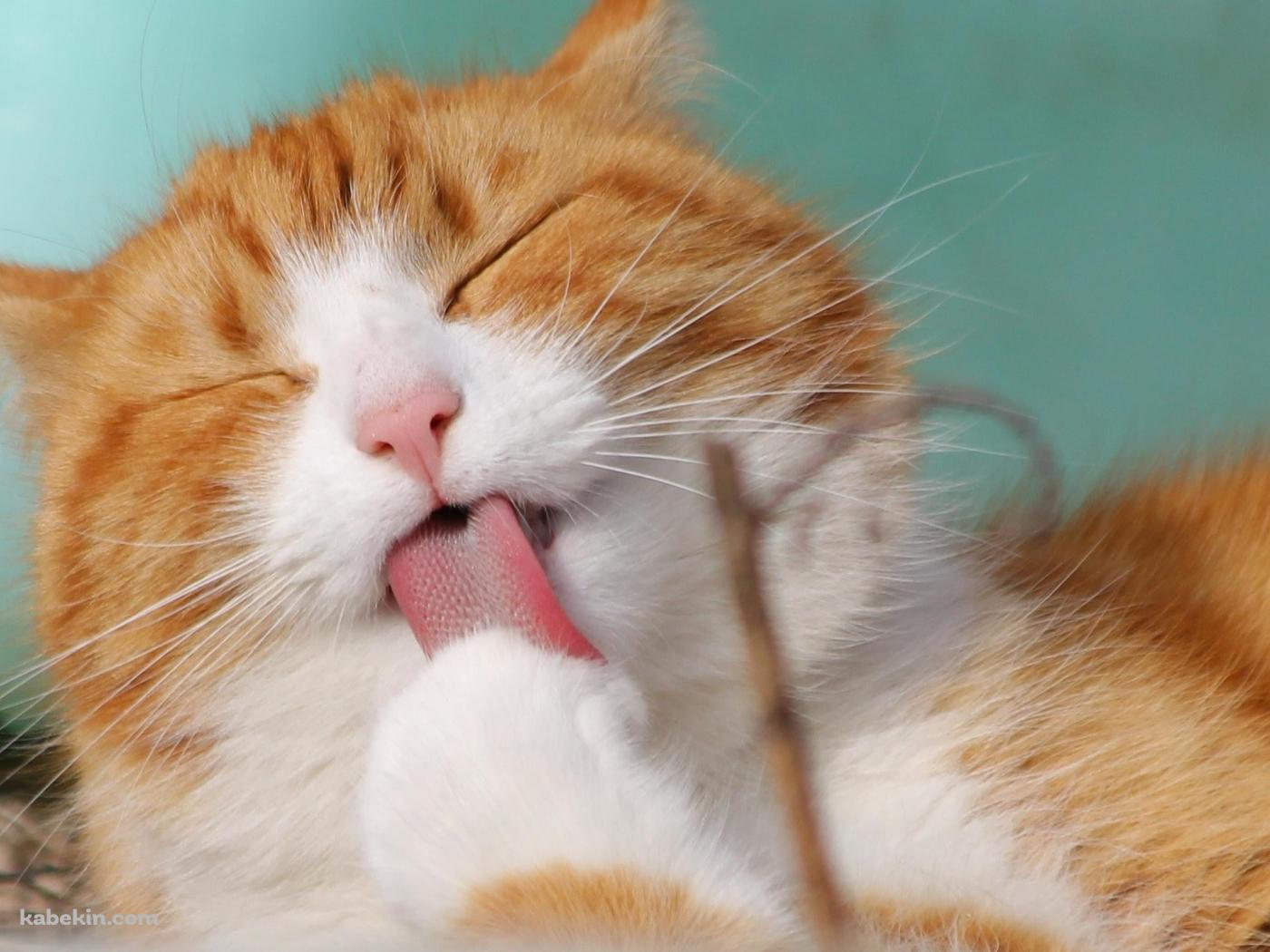 足をめっちゃペロペロする茶色の可愛い猫の壁紙(1400px x 1050px) 高画質 PC・デスクトップ用