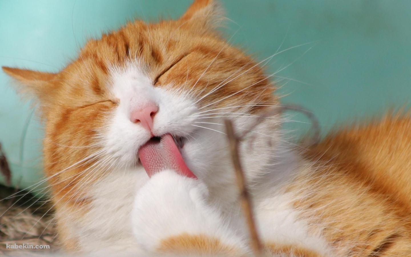 足をめっちゃペロペロする茶色の可愛い猫の壁紙(1440px x 900px) 高画質 PC・デスクトップ用