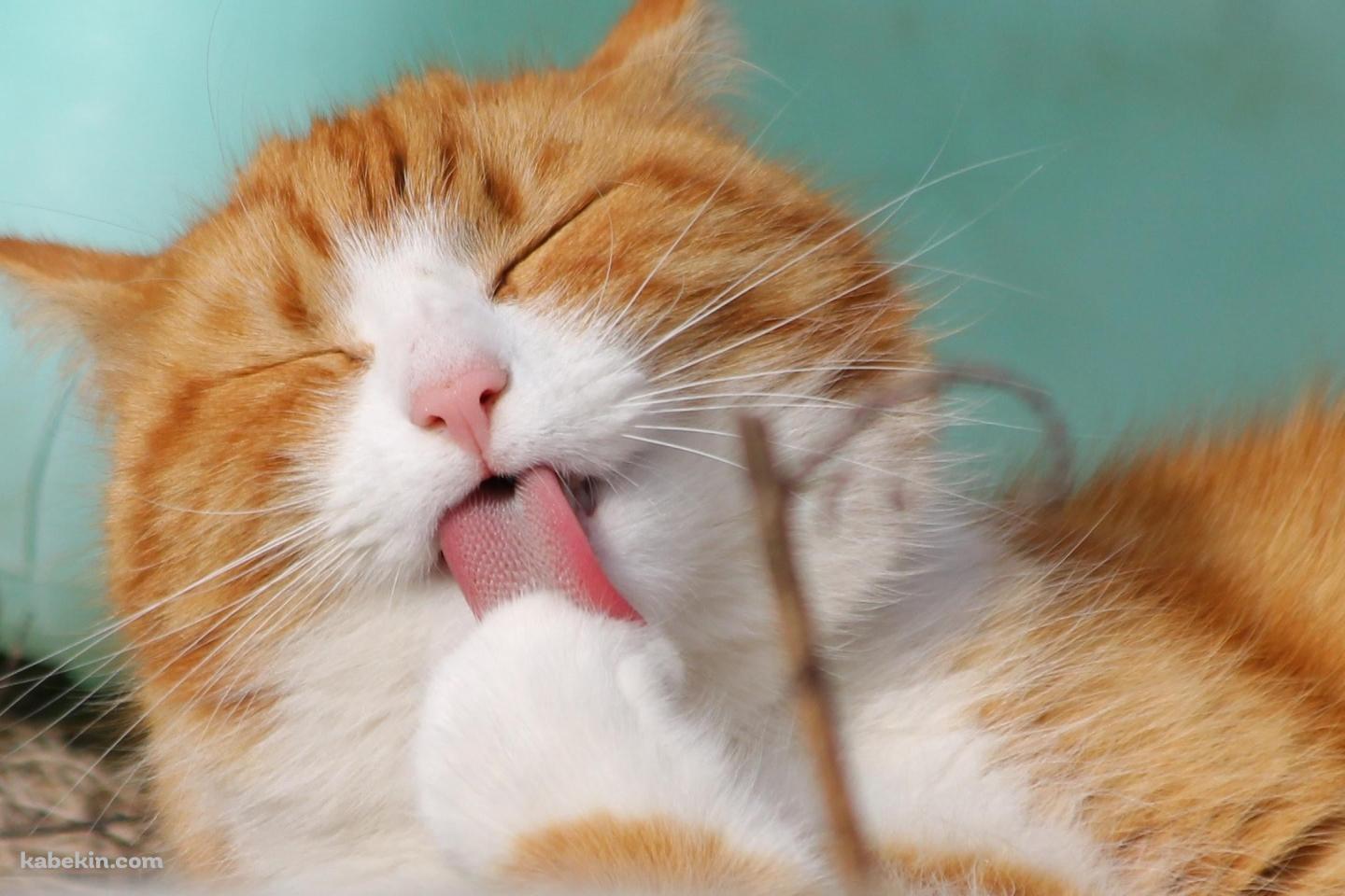 足をめっちゃペロペロする茶色の可愛い猫の壁紙(1440px x 960px) 高画質 PC・デスクトップ用