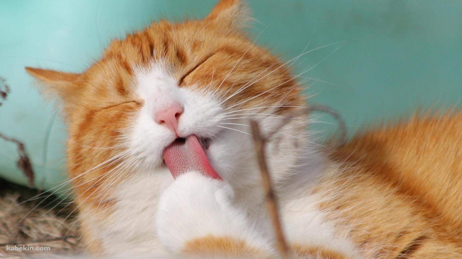 足をめっちゃペロペロする茶色の可愛い猫の壁紙(1600px x 900px) 高画質 PC・デスクトップ用