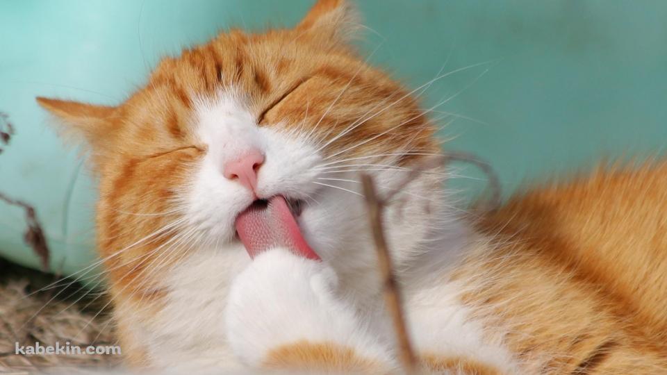 足をめっちゃペロペロする茶色の可愛い猫の壁紙(960px x 540px) 高画質 PC・デスクトップ用