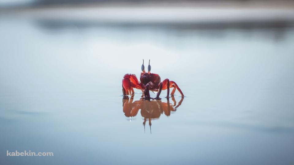 干潟にいる赤い蟹のクローズアップ / 浅瀬の壁紙(960px x 540px) 高画質 PC・デスクトップ用