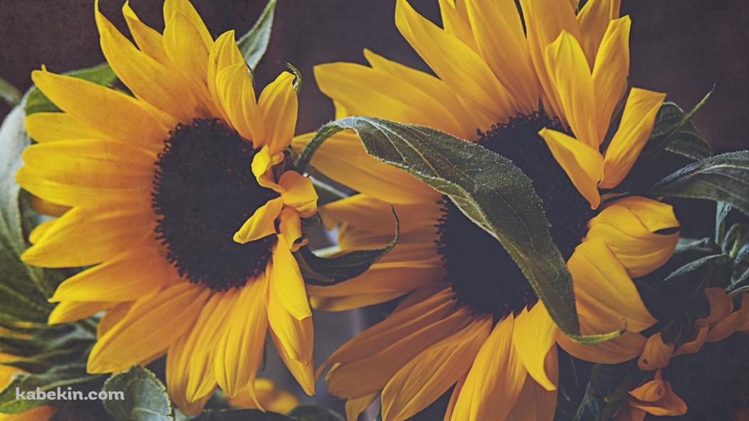 2つの向日葵の花の壁紙(1051px x 591px) 高画質 PC・デスクトップ用