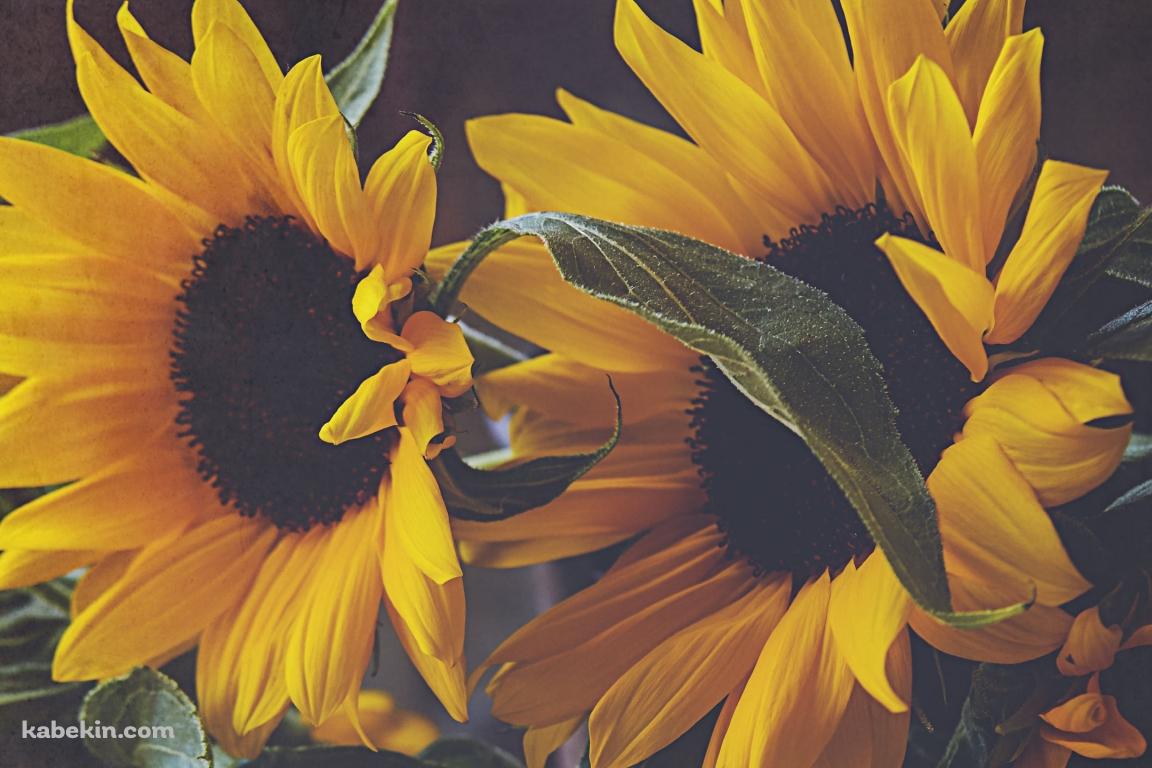 2つの向日葵の花の壁紙(1152px x 768px) 高画質 PC・デスクトップ用