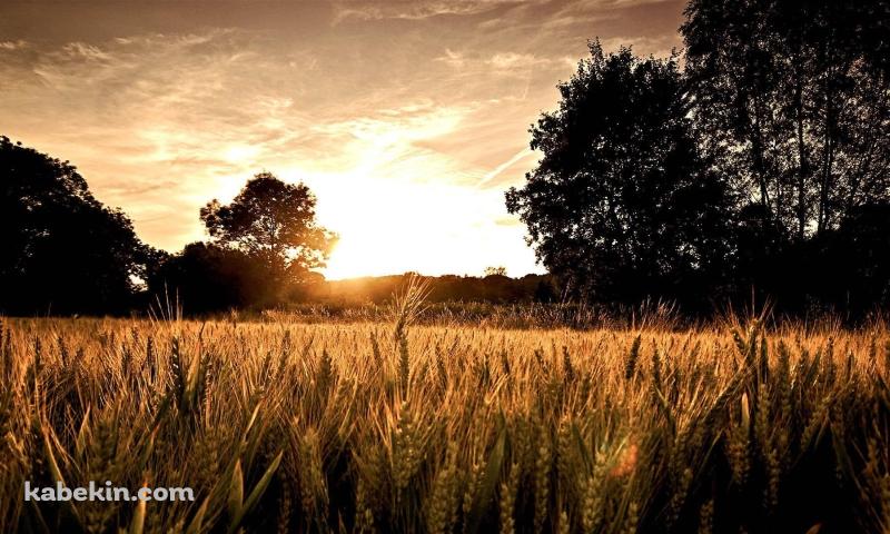 夕暮れ時の金色の風景 / 小麦畑 / 絶景の壁紙(800px x 480px) 高画質 PC・デスクトップ用