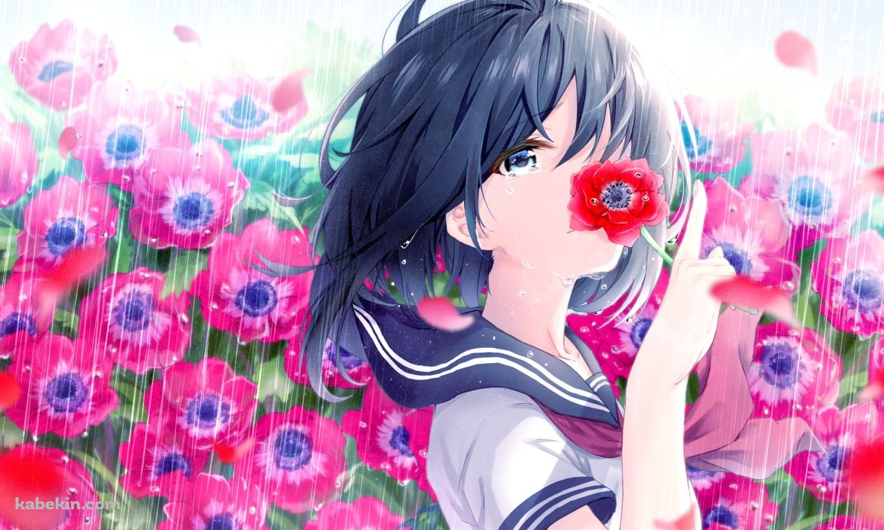 豪雨の中で赤い花で顔を隠す女子高生の壁紙(1280px x 768px) 高画質 PC・デスクトップ用