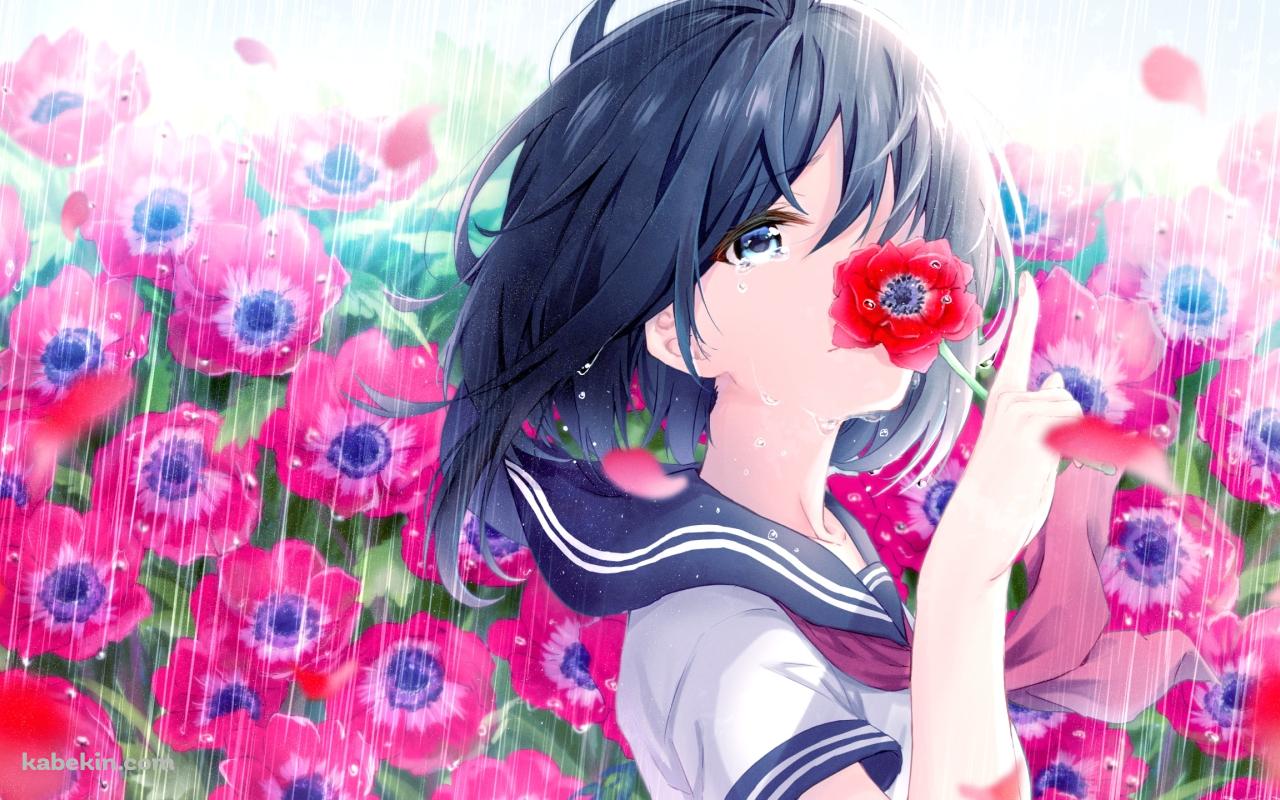 豪雨の中で赤い花で顔を隠す女子高生の壁紙(1280px x 800px) 高画質 PC・デスクトップ用